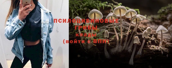 спиды Бородино